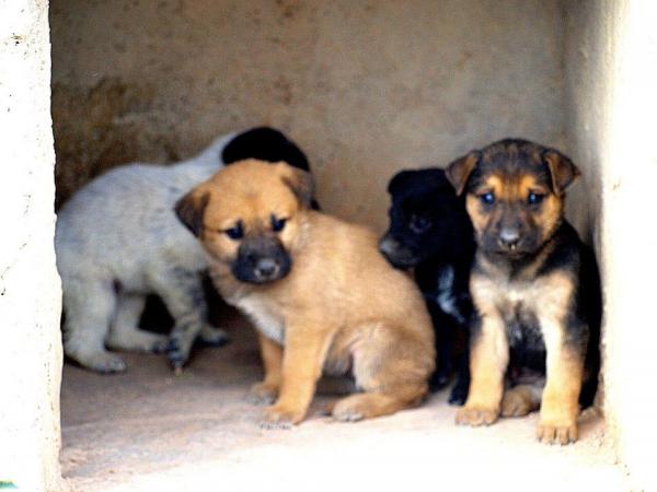 10 cachorros (2 camadas mas)