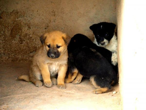 10 cachorros (2 camadas mas)