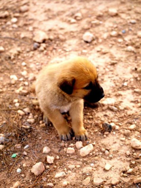 10 cachorros (2 camadas mas)