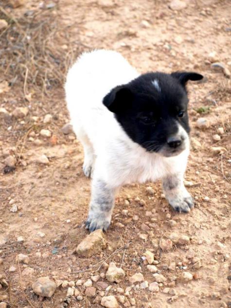 10 cachorros (2 camadas mas)