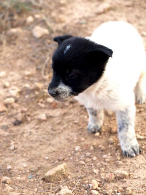 10 cachorros (2 camadas mas)