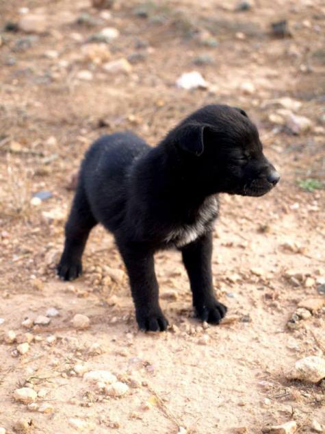 10 cachorros (2 camadas mas)