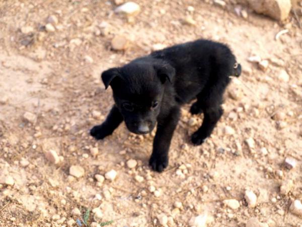 10 cachorros (2 camadas mas)