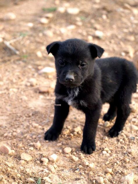 10 cachorros (2 camadas mas)