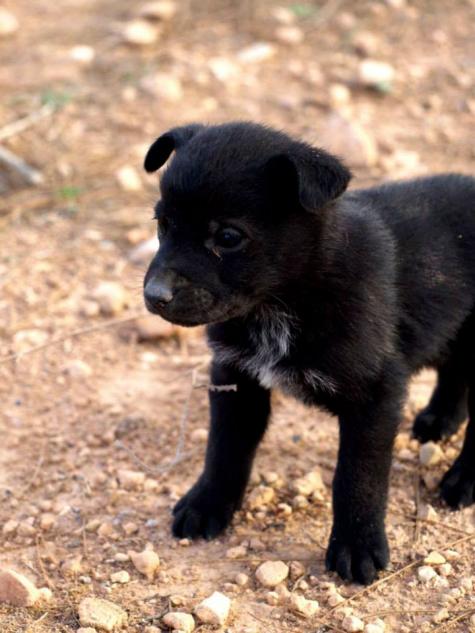 10 cachorros (2 camadas mas)