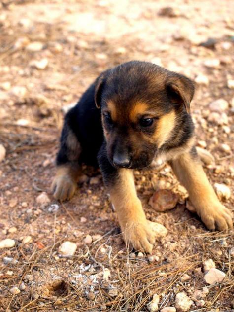 10 cachorros (2 camadas mas)