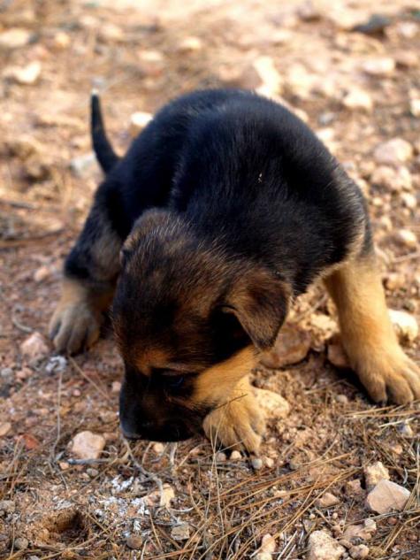 10 cachorros (2 camadas mas)