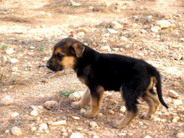 10 cachorros (2 camadas mas)