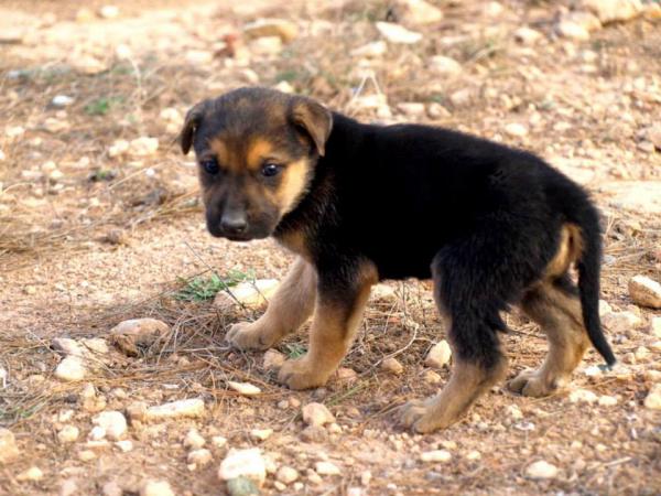 10 cachorros (2 camadas mas)