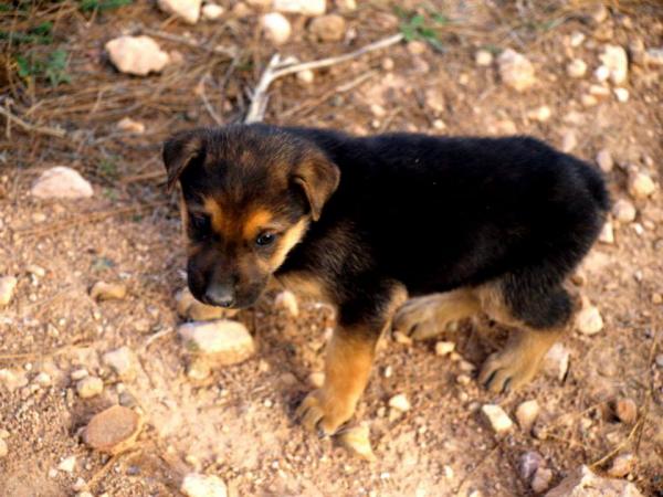 10 cachorros (2 camadas mas)