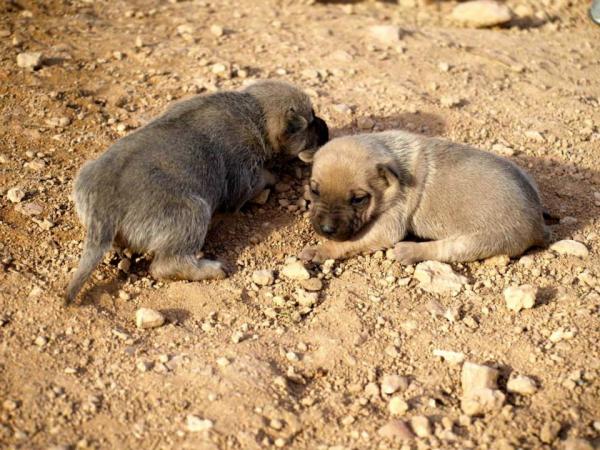 10 cachorros (2 camadas mas)