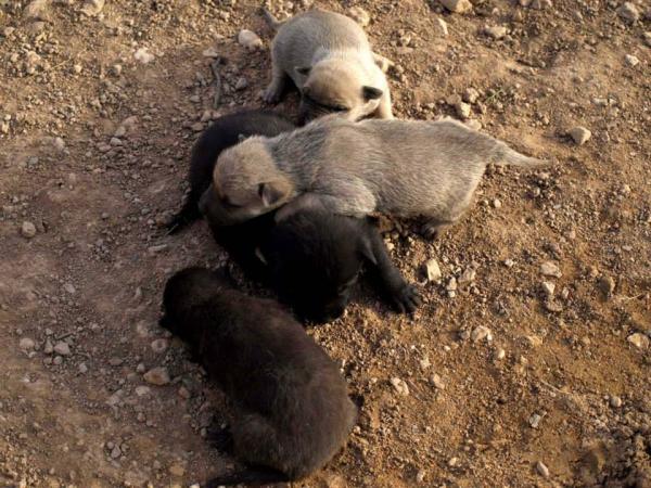 10 cachorros (2 camadas mas)