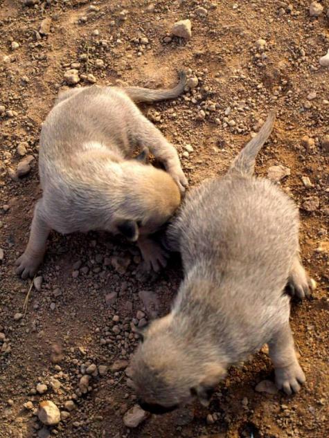 10 cachorros (2 camadas mas)