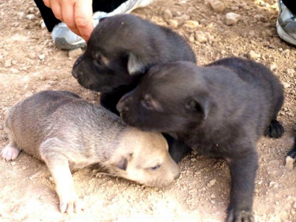 10 cachorros (2 camadas mas)