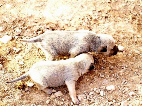 10 cachorros (2 camadas mas)