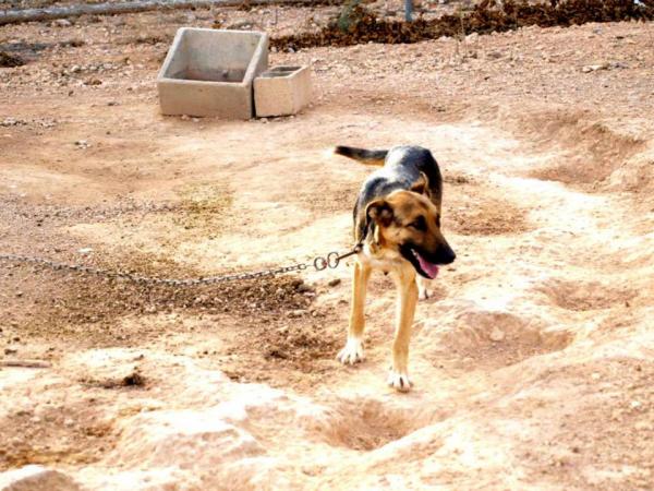 10 cachorros (2 camadas mas)