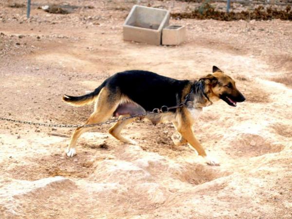 10 cachorros (2 camadas mas)