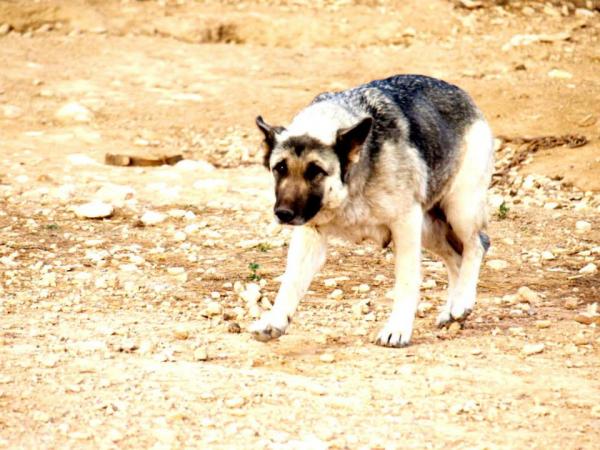 10 cachorros (2 camadas mas)