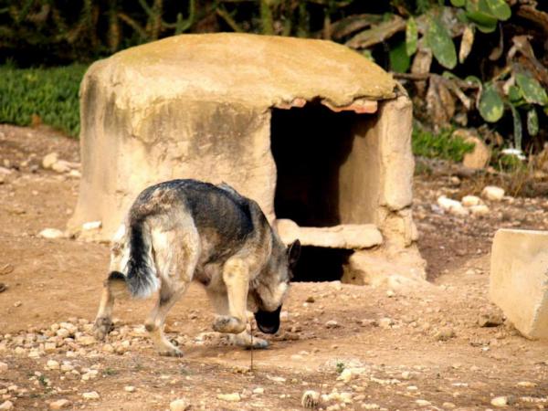 10 cachorros (2 camadas mas)