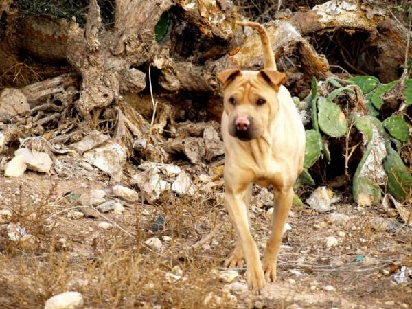 10 cachorros (2 camadas mas)