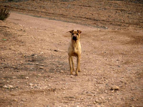 10 cachorros (2 camadas mas)