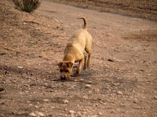 10 cachorros (2 camadas mas)