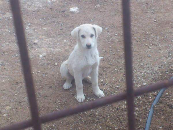 Cachorrines mastin x husky