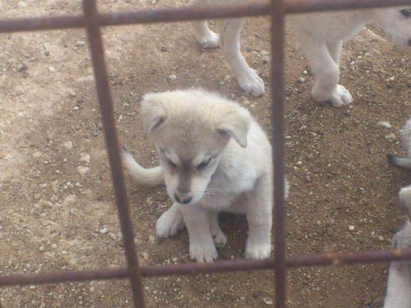 Cachorrines mastin x husky