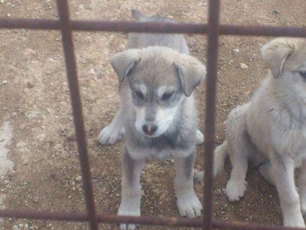 Cachorrines mastin x husky