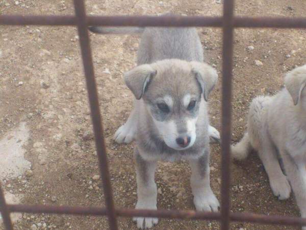 Cachorrines mastin x husky