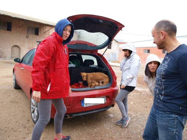 Lluvia y cachorros NECESITAN FAMILIA