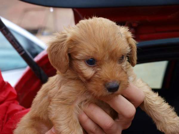 Lluvia y cachorros NECESITAN FAMILIA