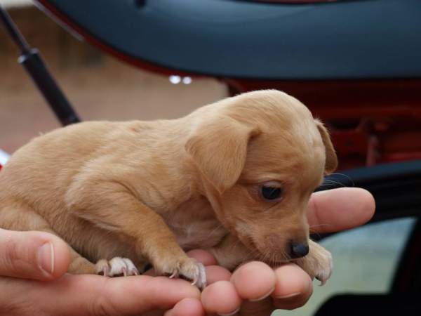 Lluvia y cachorros NECESITAN FAMILIA