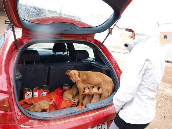 Lluvia y cachorros NECESITAN FAMILIA