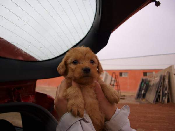 Lluvia y cachorros NECESITAN FAMILIA