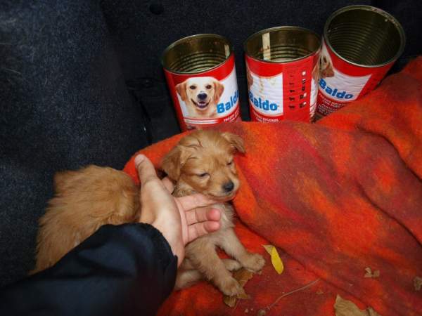 Lluvia y cachorros NECESITAN FAMILIA