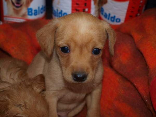 Lluvia y cachorros NECESITAN FAMILIA