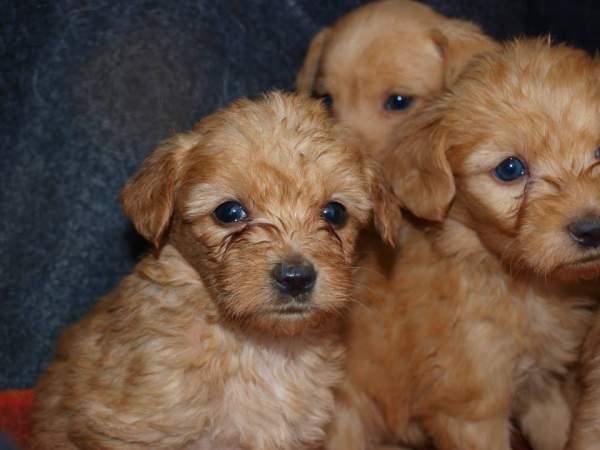 Lluvia y cachorros NECESITAN FAMILIA