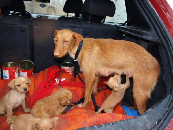 Lluvia y cachorros NECESITAN FAMILIA
