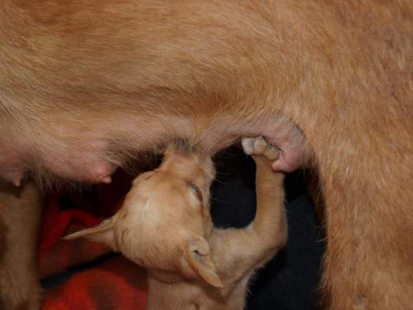 Lluvia y cachorros NECESITAN FAMILIA