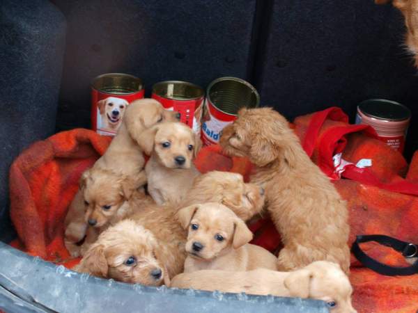 Lluvia y cachorros NECESITAN FAMILIA