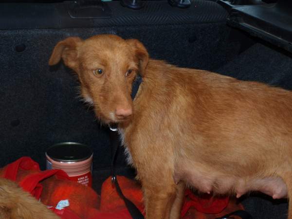 Lluvia y cachorros NECESITAN FAMILIA