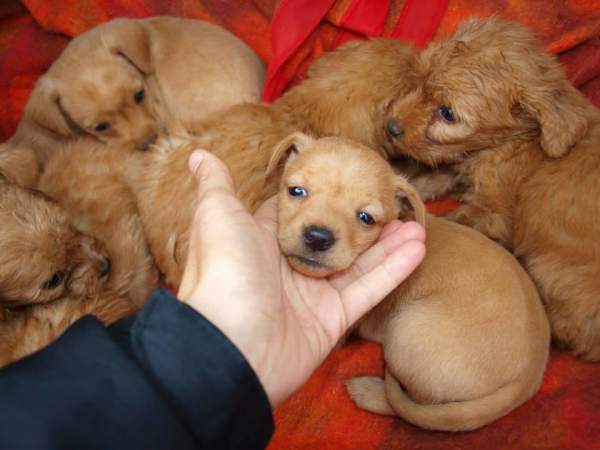 Lluvia y cachorros NECESITAN FAMILIA