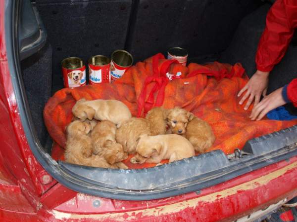 Lluvia y cachorros NECESITAN FAMILIA