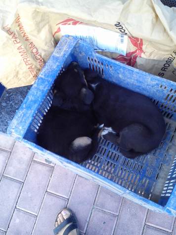Jackie (adoptado)
