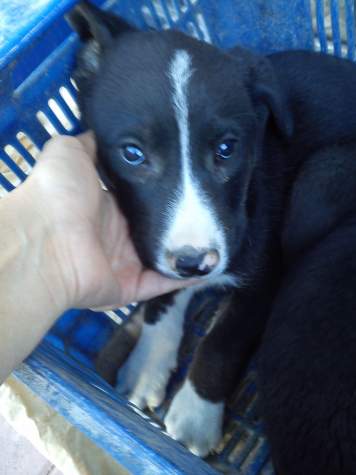 Jackie (adoptado)