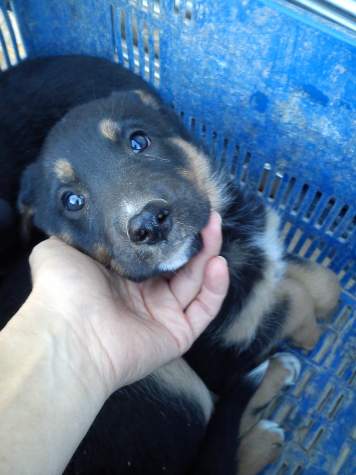 Jackie (adoptado)