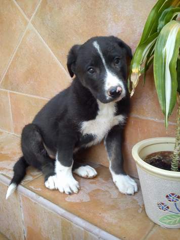 Jackie (adoptado)