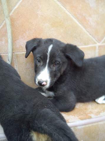 Jackie (adoptado)