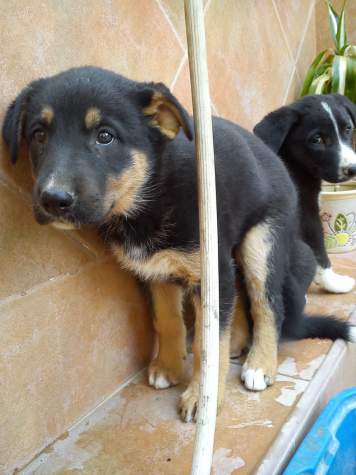 Jackie (adoptado)